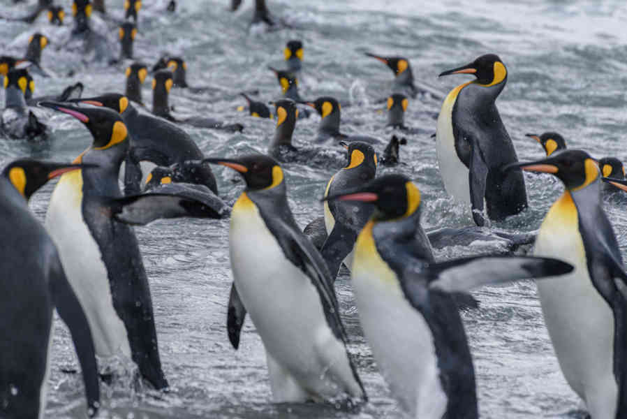 Pingüino Rey - islas Georgias del Sur 087.jpg